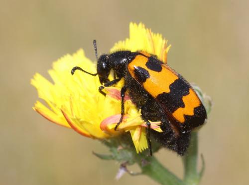 Réf. 236 560 : Mylabris variabilis
